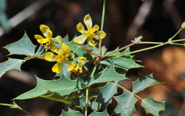 Berberis haematocarpa, Red Barberry, Southwest Desert Flora